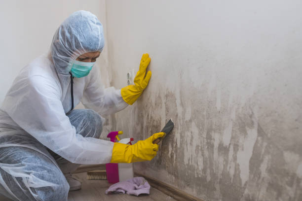 Best Certified Mold Removal  in Clearfield, PA