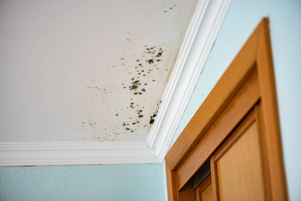 Best Residential Mold Removal  in Clearfield, PA
