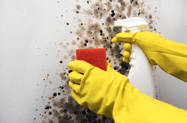 Best Black Mold Removal  in Clearfield, PA