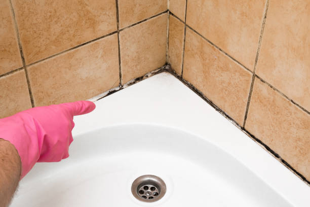 Trusted Clearfield, PA Mold Removal Experts